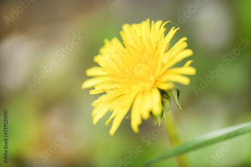 Yellow dandelions. Bright flowers dandelions on a background of green spring meadows.