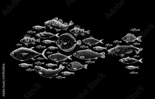 Fish sketch collection. Hand drawn vector illustration. Fish shaped. School of fish vector illustration. Food menu illustration. Hand drawn fish set. Engraved style.
