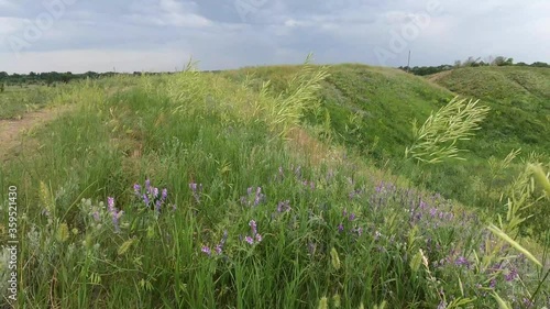 Ukrainian landscape with green spikelets and violet wild orchid flowers in ring shaft hill of Mavrinsky maidan arheologic area at Pavlograd region, village Mezhirich photo