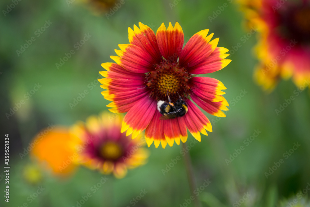 Closeup of bee on multicolored daisy flower in a garden Closeup of bee on multicolored daisy flower in a garden