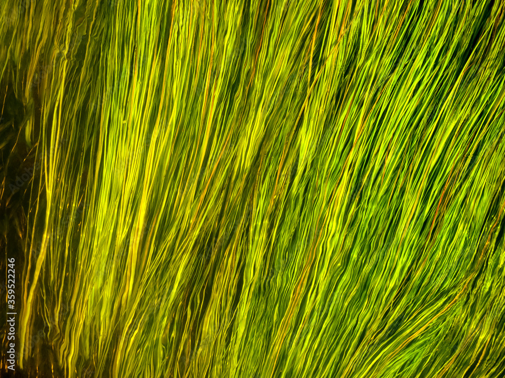 Green algae in river. Long stems in clear water. Natural background. Green algae in river. Long stems in clear water. Natural background.