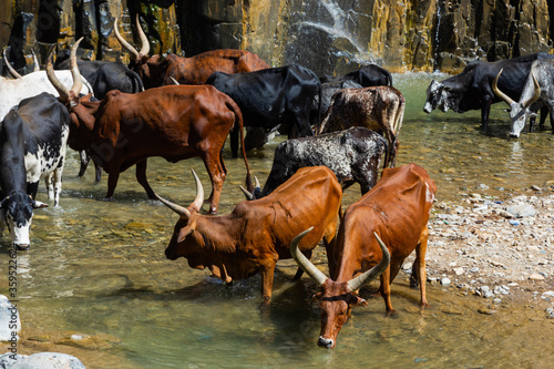 Longhorn cattle drinking water