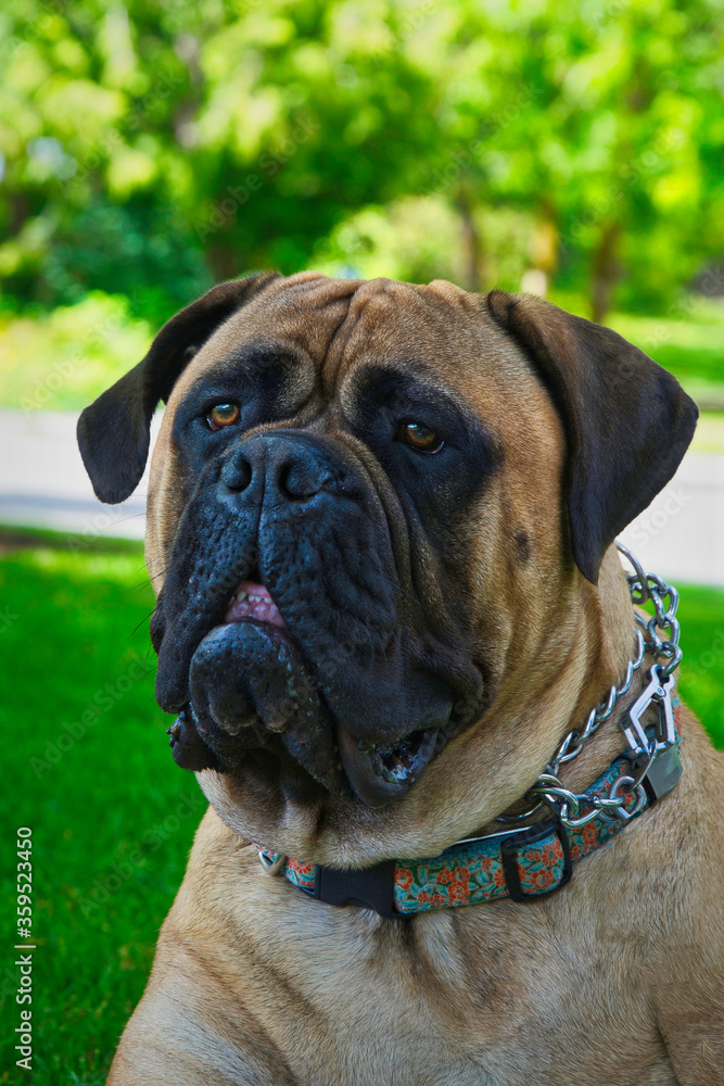 2020-06-22 UP CLOSE SHOTOF A BULL MASTIFF LYING IN A PARK ON MERCER ISLAND 2020-06-22 UP CLOSE SHOTOF A BULL MASTIFF LYING IN A PARK ON MERCER ISLAND