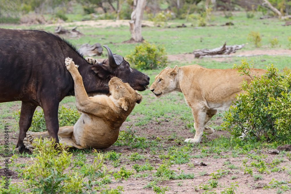 Obraz premium Lions killing a female Buffalo in Sabi Sands Game Reserve in the Greater Kruger Region in South Africa 