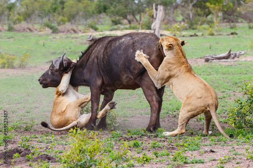 Lions killing a female Buffalo in Sabi Sands Game Reserve in the Greater Kruger Region in South Africa
