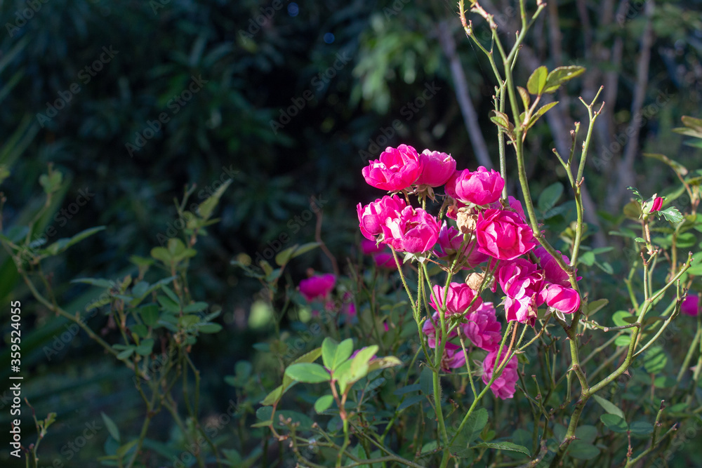 Obraz premium Group of small rose flowers yet in the stalk
