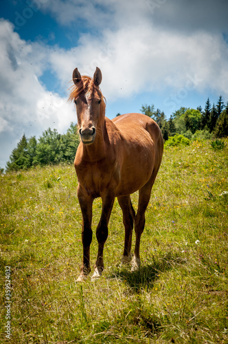 cheval  chevaux  alpage  Savoie  nature    levage  libert    sant    protection  respect  b  te  pr    troupeau  