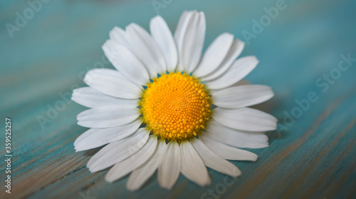   lose-up of daisy flower on blue wooden background. Chamomile.