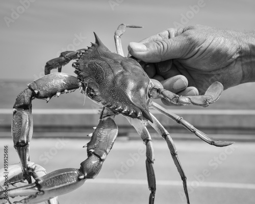 A selective focus black and white closeup image of a man holding a blue crab with the Gulf of Mexico in the background.