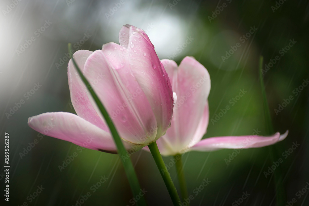 Fototapeta premium Pink tulip in the park on a blurred background.