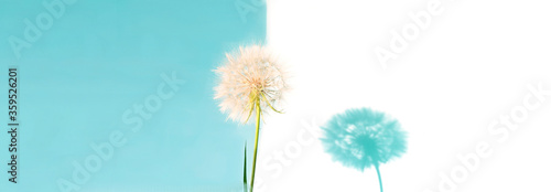 Creative summer concept with white dandelion inflorescences and shadow on blue background. Close-up