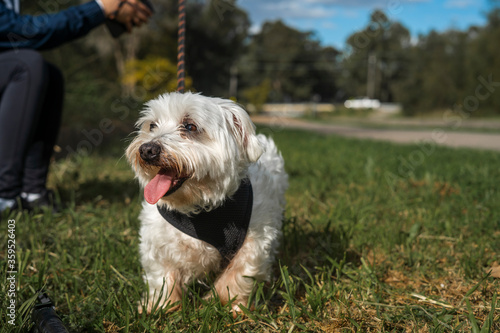 Small fluffy white dog with tongue out while enjoying the sun at a park smiling and winking © phillip