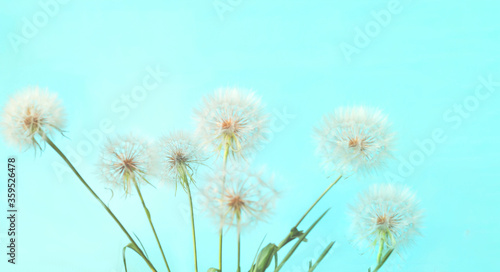 White dandelions inflorescence on blue background. Concept for festive background or for project. Hello Summer. Creative copy space.