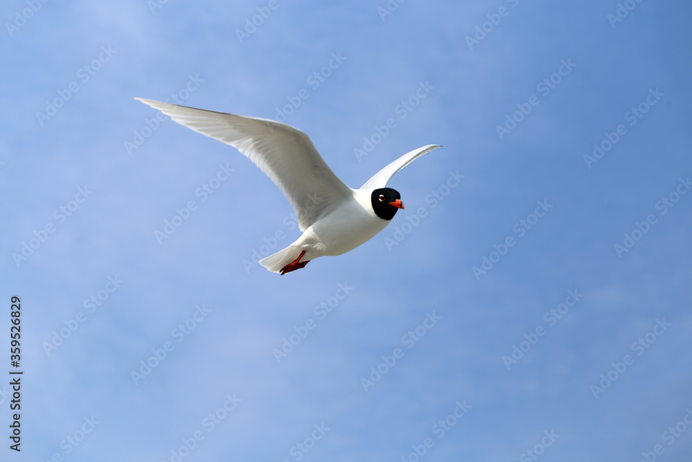 Fototapeta premium Photo of a white gull in a blue sky