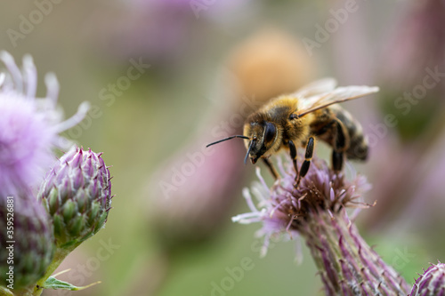 Honey bee on a purple thistle blossom collecting pollen and looking into the camera. Concepts of beekeeping, natural pollination, endangered ecosystem because of bee mortality. Macro shot, copy space © fotorauschen