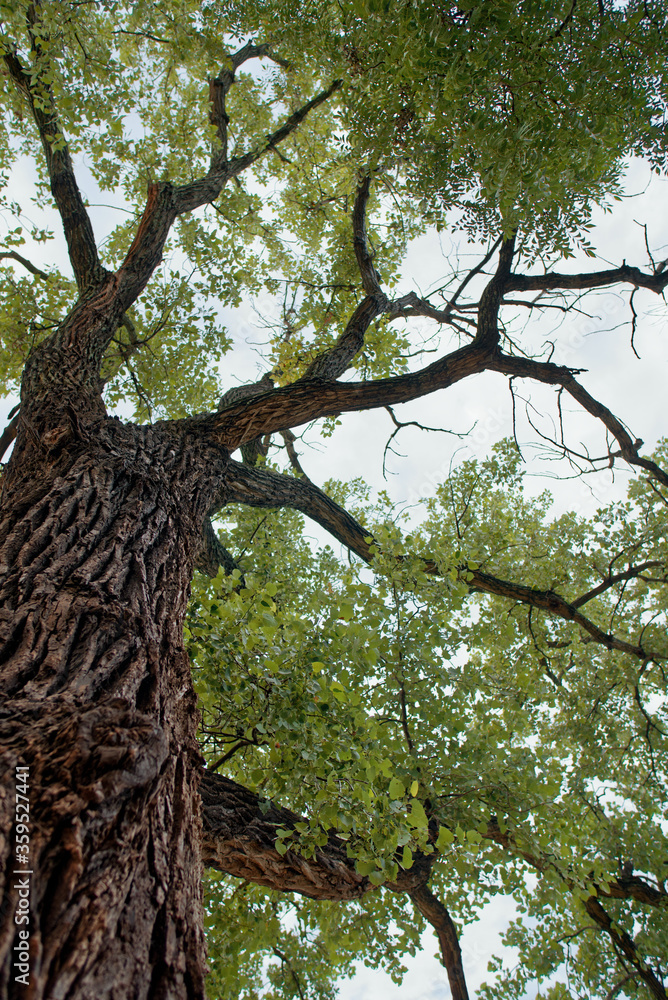 Naklejka premium Tree Canopy, underside