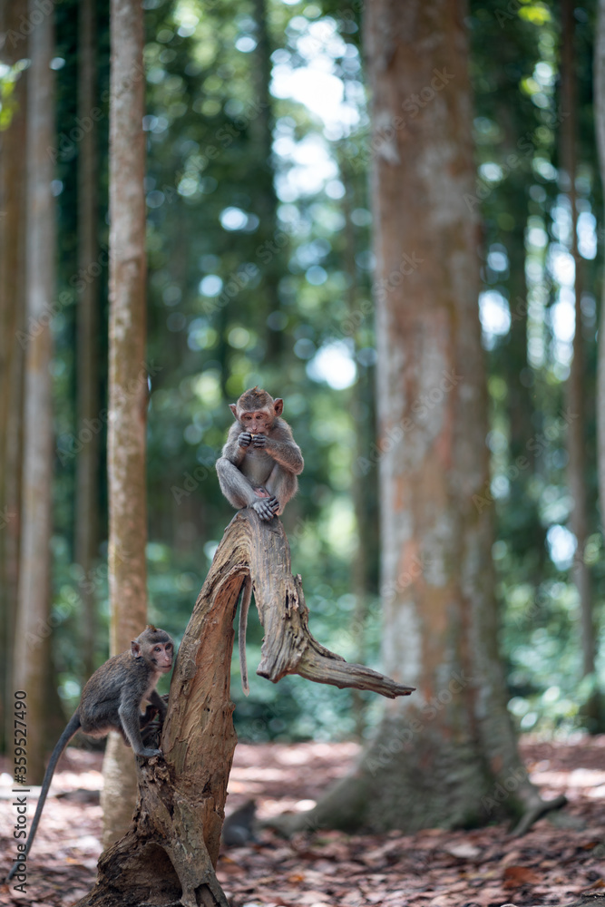 Two small macaque monkeys are playing on a tree trunk. Monkey forest, Bali, Indonesia