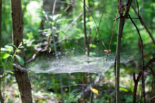 web between leaves, branches in the forest