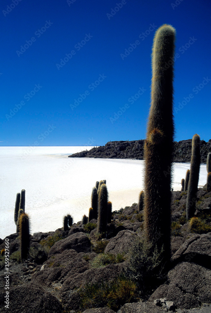 Salar de Uyuni, Bolivia, Latin America: cactus on the island of Pescado in the Salar de Uyuni