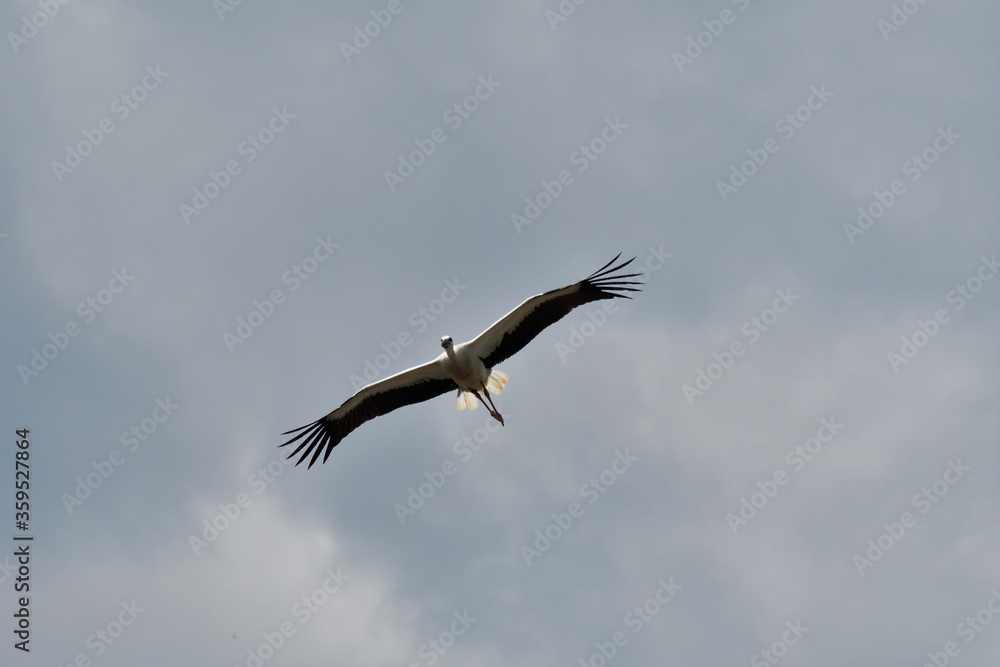 fliegender storch