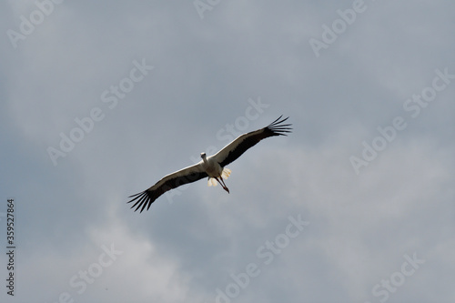 fliegender storch