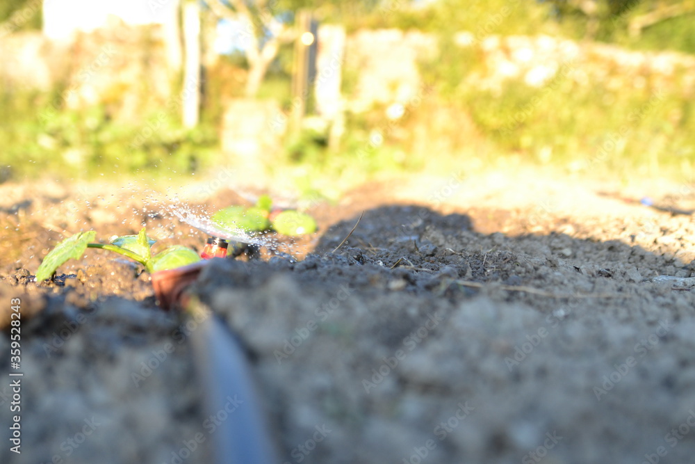 watering the garden in the sun in summer. watering the garden in the sun in summer.