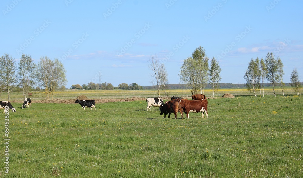 Small herd of domestic cows graze in a green meadow behind a beast Small herd of domestic cows graze in a green meadow behind a beast
