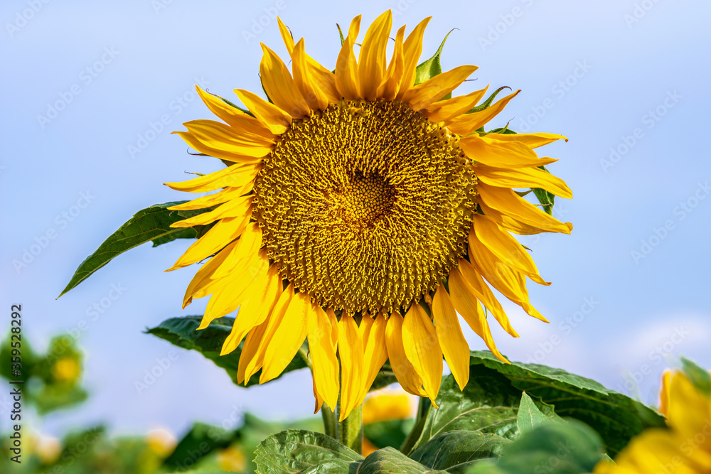 Sunflower head in the early morning in a field on a background of blue sky. Selective focus. Sunflower head in the early morning in a field on a background of blue sky. Selective focus.