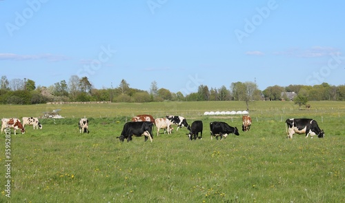 Small herd of domestic cows graze in a green meadow behind a beast