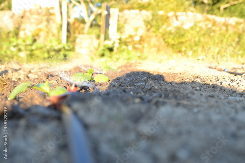 Wallpaper Mural watering the garden in the sun in summer. Torontodigital.ca
