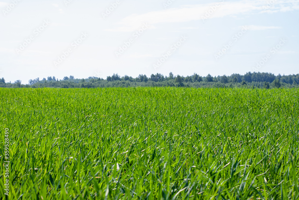 field of young rye spikelets. green meadow. field of young rye spikelets. green meadow.