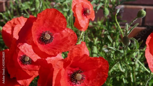 Video of red poppy flowers moving in the wind. Top view of wild poppy seed flower. Select focus. Remembrance Day flower UK. 4k video of colorful flowers.