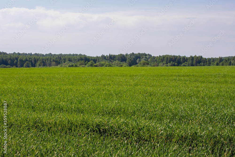 Fototapeta premium field of young rye spikelets. green meadow.