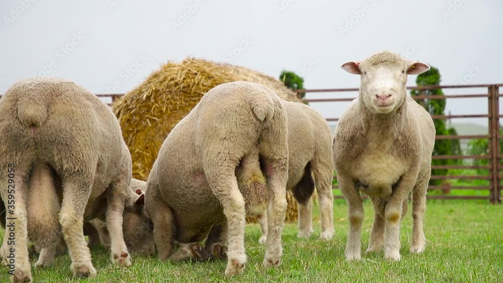 Sheep in a farm of different varieties and ages. 59 94 fps 60 fps Sheep in a farm of different varieties and ages. 59 94 fps 60 fps