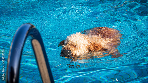 dog in the pool