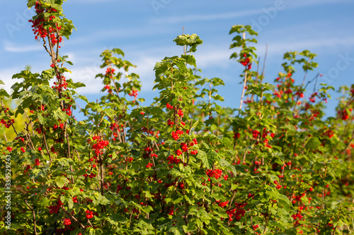 ripening red currants with blue sky
