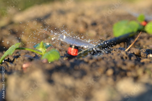 watering the garden in the sun in summer.