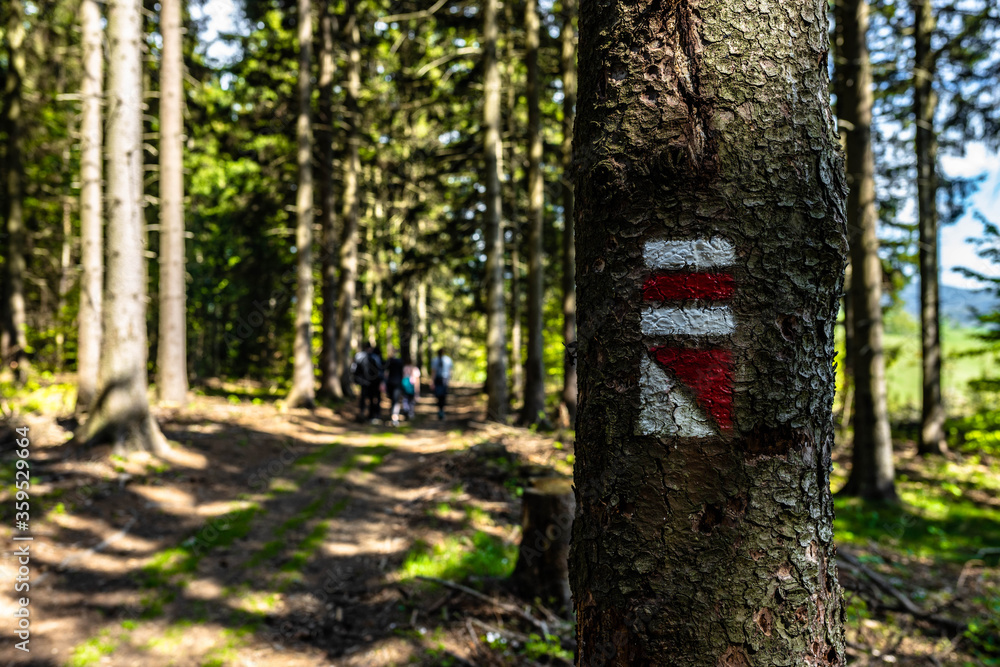 Well marked hiking trail in beautiful forest Well marked hiking trail in beautiful forest
