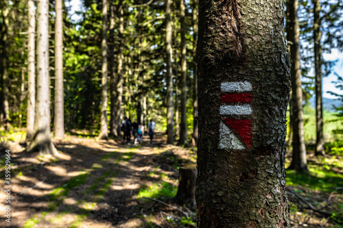 Wallpaper Mural Well marked hiking trail in beautiful forest Torontodigital.ca