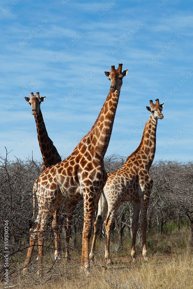 Obraz premium Durban, Kwa-Zulu Natal / South Africa - 08/24/2012: A group of giraffes look on curiously