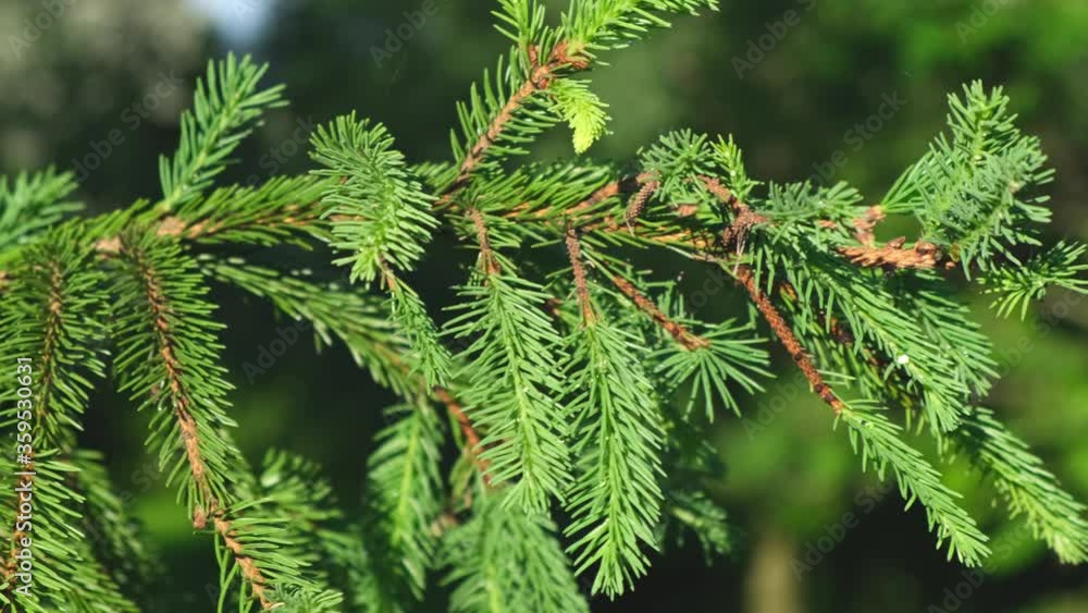 Beautiful green natural spruce branch close up Beautiful green natural spruce branch close up