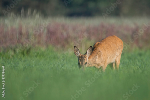 Fototapeta Naklejka Na Ścianę i Meble -  sarna żerująca na polu