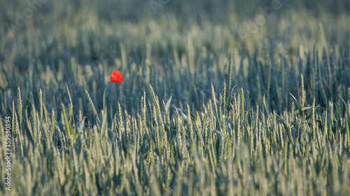 czerwony mak na polu zboża © Wojciech