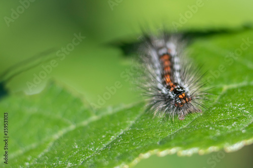 gąsienica motyla żerująca na liściu © Wojciech