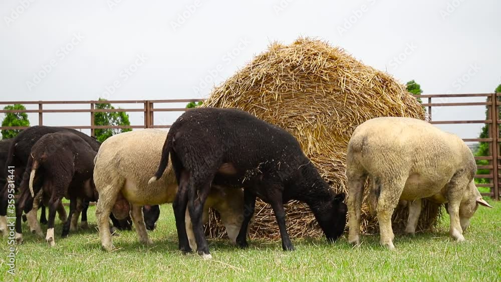 Sheep in a farm of different varieties and ages. 59 94 fps 60 fps Sheep in a farm of different varieties and ages. 59 94 fps 60 fps