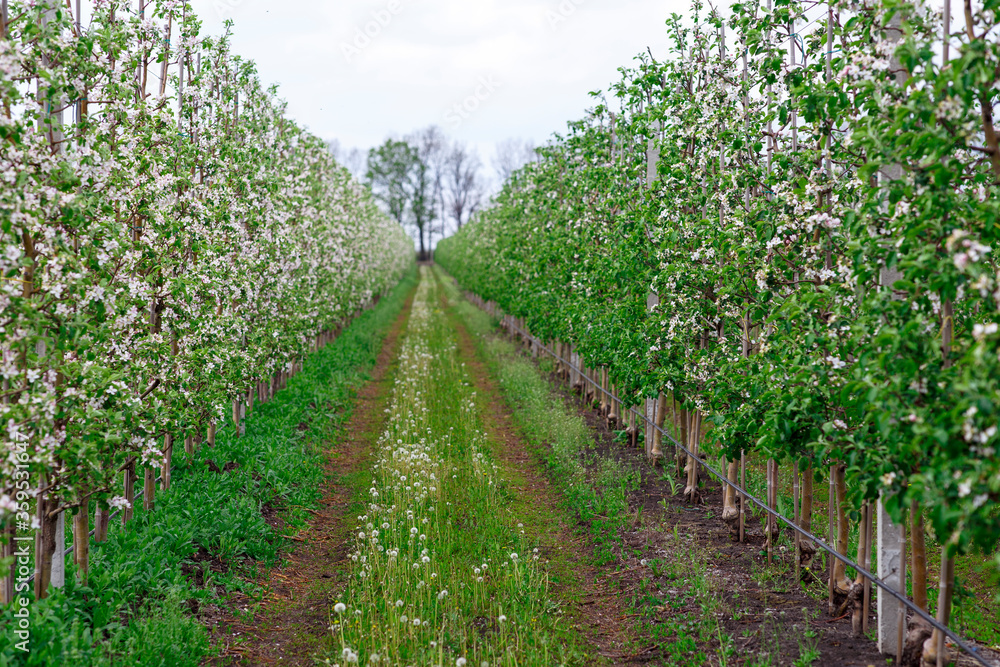 Long alley of apple trees in orchard. Road between plantations with grass and dandelions