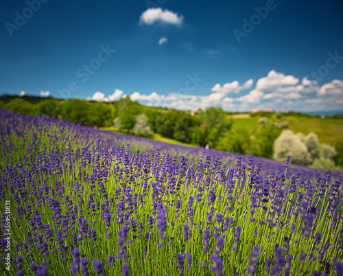 Nice lavender field in Hungary