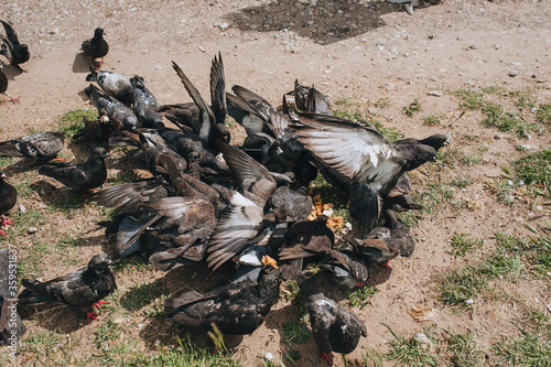 A flock, many pigeons are fighting for food and bread in nature. Feeding the hungry birds. Photography, concept.