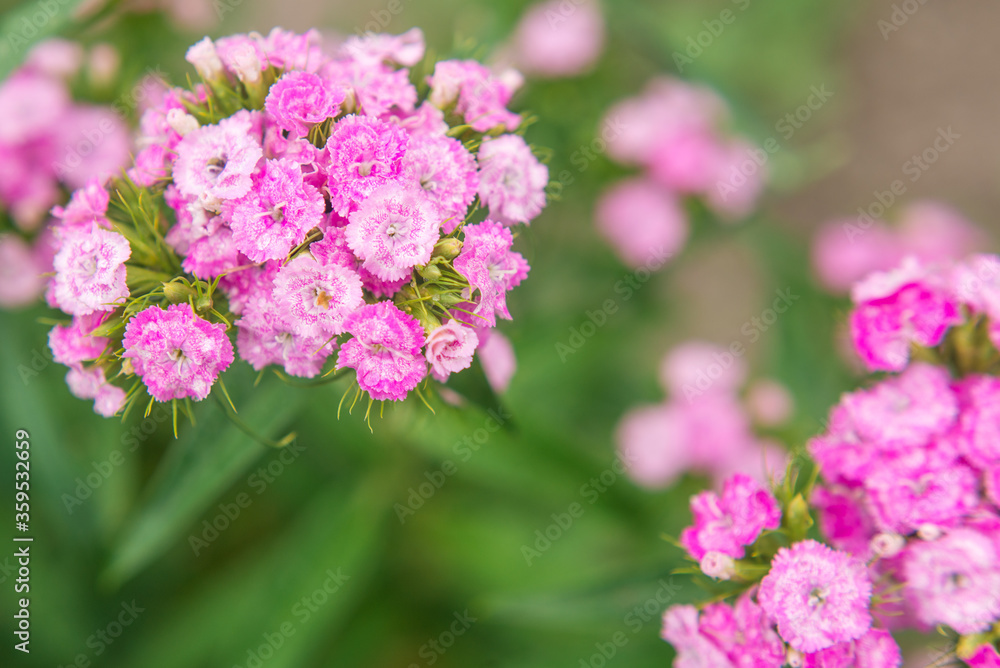 pink flowers of garden carnation close-up. Beautiful summer background pink flowers of garden carnation close-up. Beautiful summer background