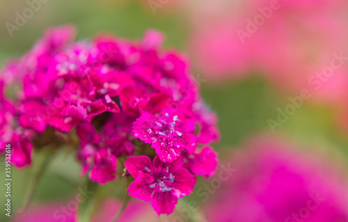 pink flowers of garden carnation close-up. Beautiful summer background © Марина Шавловская